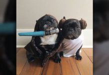 Star Wars Among Top Halloween Costumes For Pets