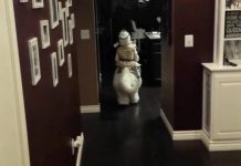 Can You Beat This Halloween Star Wars Costume?
