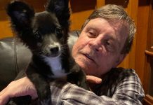 Meet the Tiny, but Fierce, Bull of Fur called Molly Mae Hamill